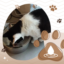 Load image into Gallery viewer, Fontana per gatti di grande capacità - Ozerty
