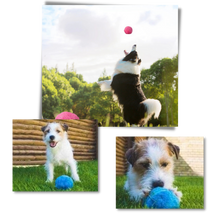 Carica l&#39;immagine nel visualizzatore di Gallery, Palla mobile automatica per cani con coperture intercambiabili - Ozerty
