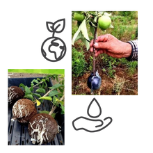 Load image into Gallery viewer, Confezione da 3 scatole per piante a stratificazione aerea - Ozerty
