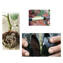 Load image into Gallery viewer, Confezione da 3 scatole per piante a stratificazione aerea - Ozerty
