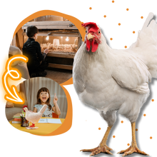 Carica l&#39;immagine nel visualizzatore di Gallery, Lampada accogliente a forma di uovo di gallina - Ozerty
