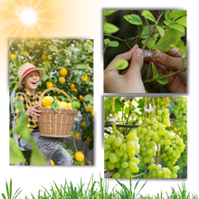 Load image into Gallery viewer, Supporto per piante facile da agganciare - Ozerty
