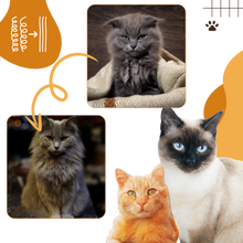 Load image into Gallery viewer, Spazzola multifunzione per gatti - Ozerty
