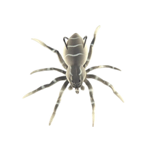 Load image into Gallery viewer, Esche ragno a movimento naturale -Grigio - Ozerty
