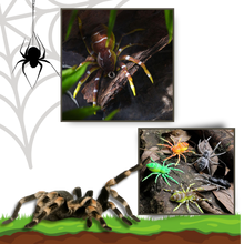 Load image into Gallery viewer, Esche ragno a movimento naturale - Ozerty
