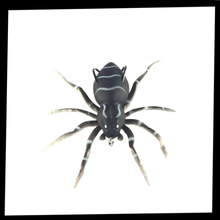 Load image into Gallery viewer, Esche ragno a movimento naturale - Ozerty
